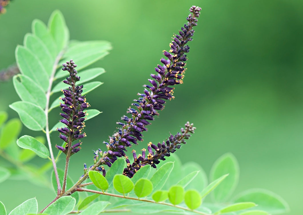 INCREDIBLE INDIGO