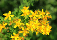 Load image into Gallery viewer, SOOTHING ST. JOHN&#39;S WORT
