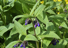 Load image into Gallery viewer, COMPETENT COMFREY - Bocking #14
