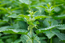 Load image into Gallery viewer, PERMA SPINACH - Wild Stinging Nettle
