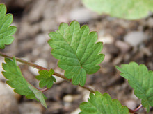 Load image into Gallery viewer, PERMA CUCUMBER LEAF - Salad Burnet
