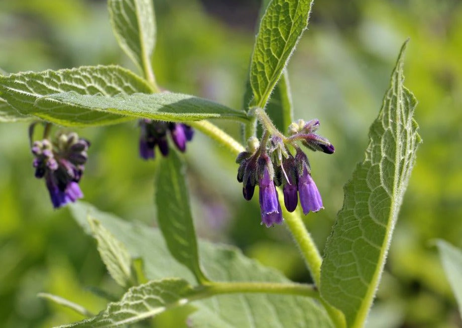 COMPETENT COMFREY - Bocking #14