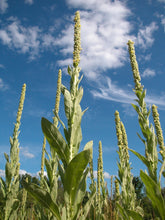 Load image into Gallery viewer, MARVELOUS MULLEIN
