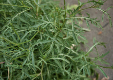 Load image into Gallery viewer, PERMA ARUGULA - Wild Rocket
