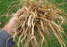 Load image into Gallery viewer, PERMA WHITE CARROTS - Skirret
