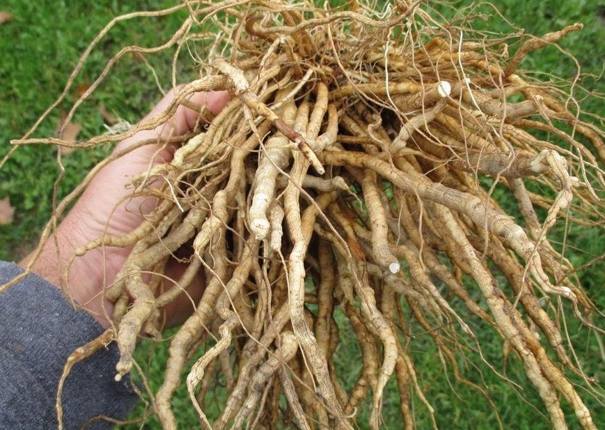 PERMA WHITE CARROTS - Skirret