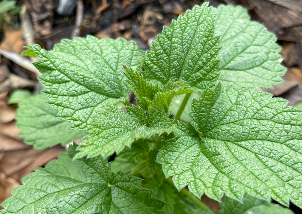 PERMA SPINACH - Wild Stinging Nettle